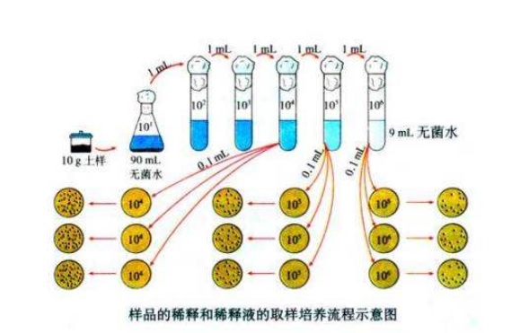 什么是微生物梯度稀釋？微生物梯度稀釋計算公式(圖1)